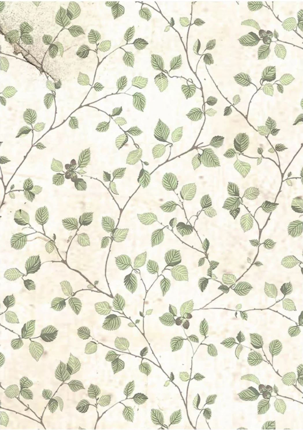 Stamperia House of Roses Backgrounds A6 Rice Papers (8/Pk) - Image 8
